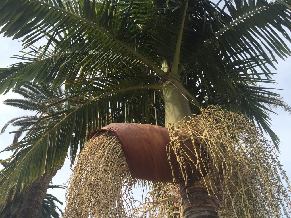 palm tree with seedpods