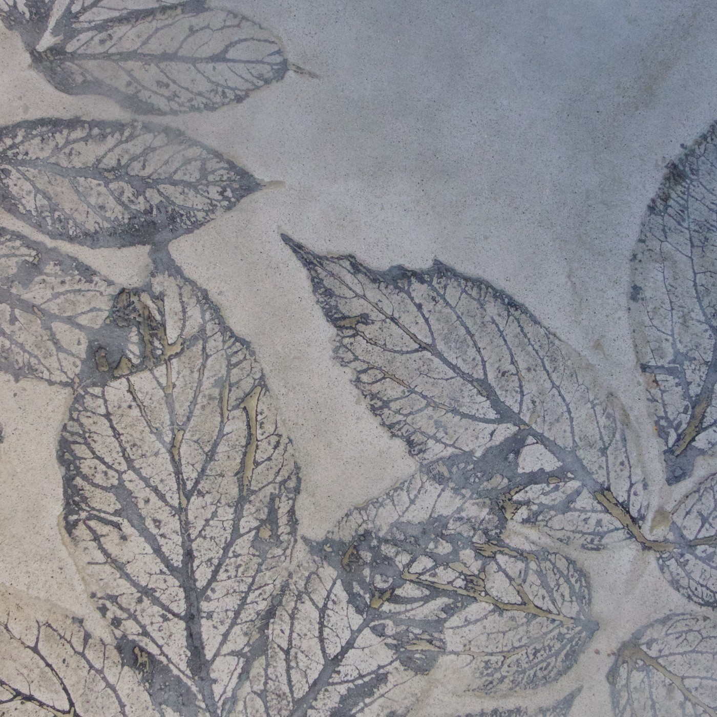 closeup of impressions of leaves in concrete