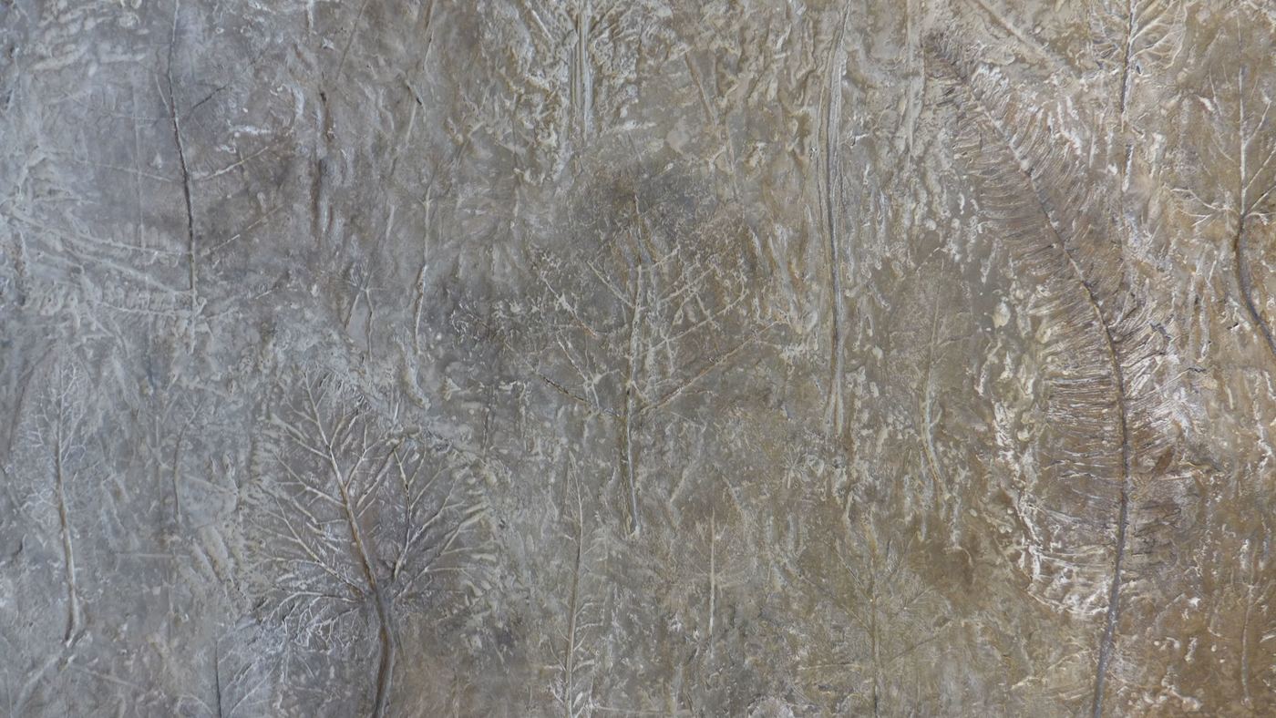 Concrete wall panel with fern and leaf impressions