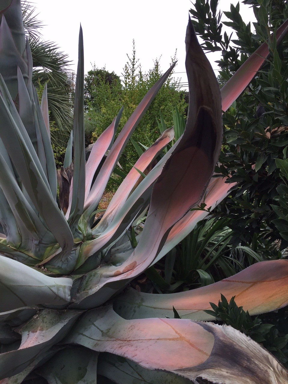 Agave Plant at the Gardener