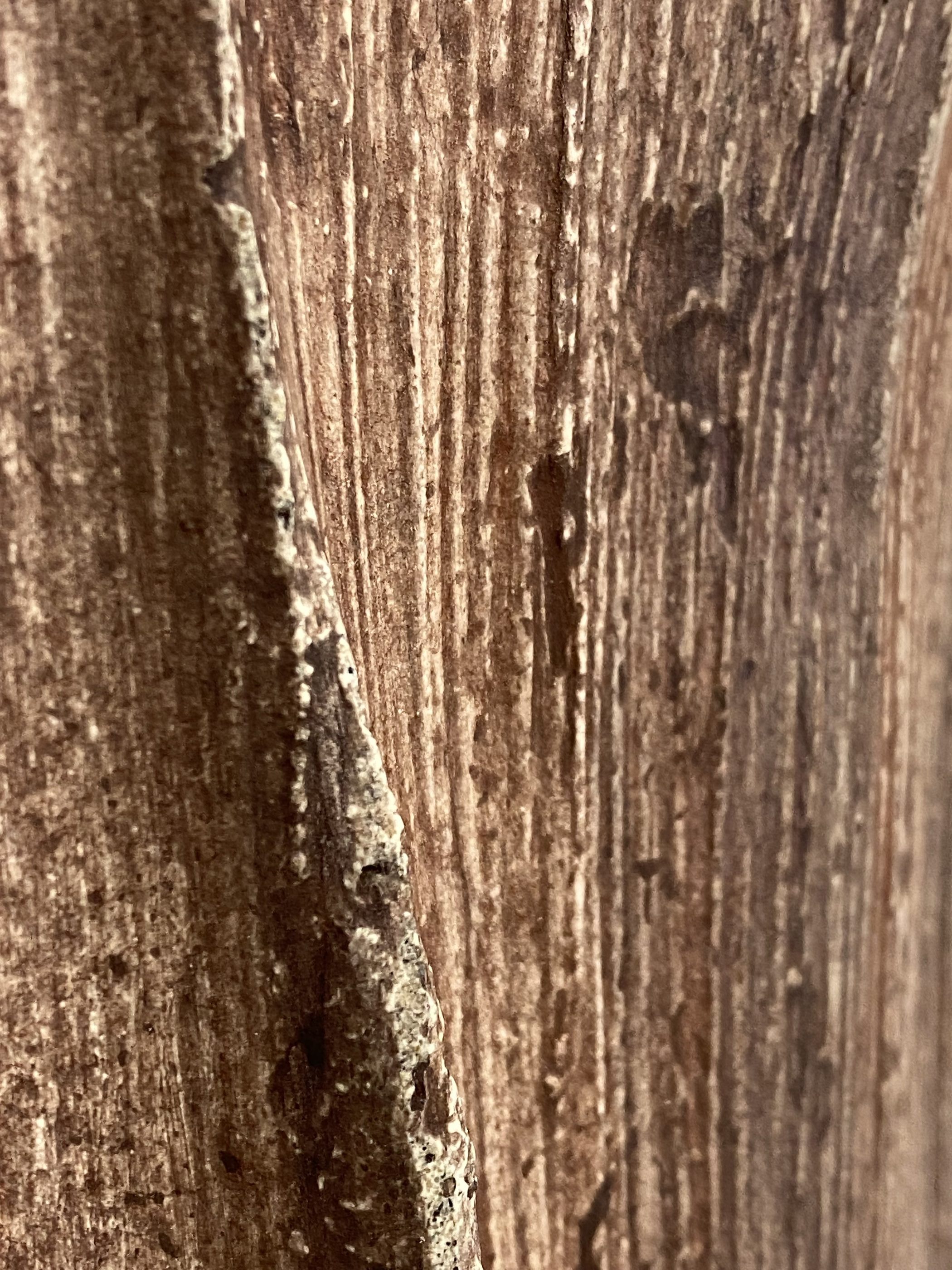 Textured closeup of brown concrete with palm seedpod impressions