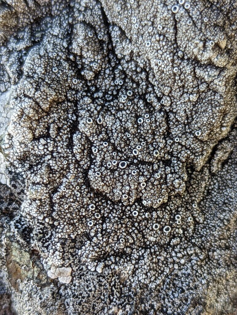 black and grey lichen sporulating with tiny cup-like structures